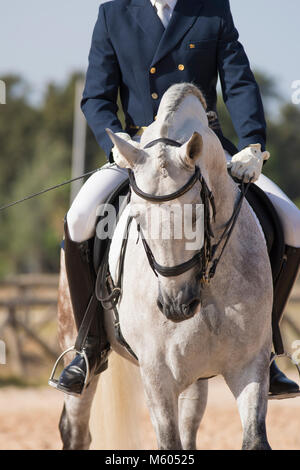 Puro stallone Sapnish in competizioni di Dressage Foto Stock