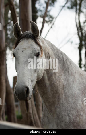 PRE Mare - Puro Cavallo Spagnolo Foto Stock