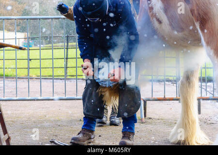 Maniscalco Allen Ferrie montaggio di nuove cavalcate per undici anni cavallo clydesdale Spencer che si erge a diciotto mani alta, in Pollok Country Park Foto Stock