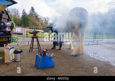 Maniscalco Allen Ferrie montaggio di nuove cavalcate per undici anni cavallo clydesdale Spencer che si erge a diciotto mani alta, in Pollok Country Park Foto Stock