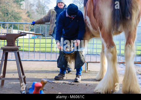 Maniscalco Allen Ferrie montaggio di nuove cavalcate per undici anni cavallo clydesdale Spencer che si erge a diciotto mani alta, in Pollok Country Park Foto Stock