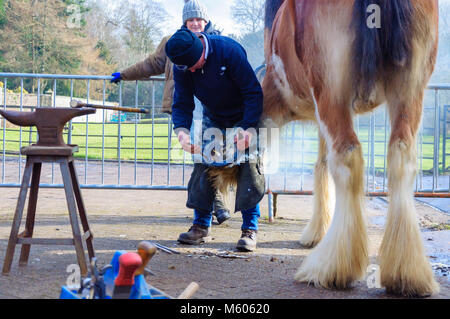 Maniscalco Allen Ferrie montaggio di nuove cavalcate per undici anni cavallo clydesdale Spencer che si erge a diciotto mani alta, in Pollok Country Park Foto Stock