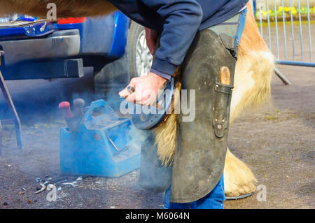 Maniscalco Allen Ferrie montaggio di nuove cavalcate per undici anni cavallo clydesdale Spencer che si erge a diciotto mani alta, in Pollok Country Park Foto Stock