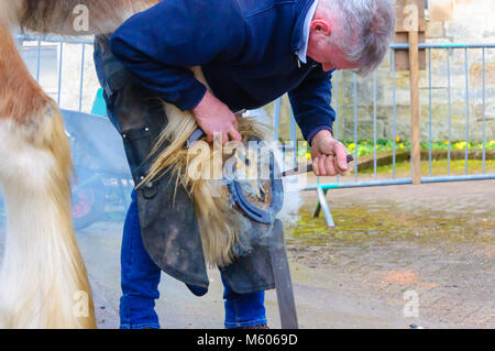 Maniscalco Allen Ferrie montaggio di nuove cavalcate per undici anni cavallo clydesdale Spencer che si erge a diciotto mani alta, in Pollok Country Park Foto Stock