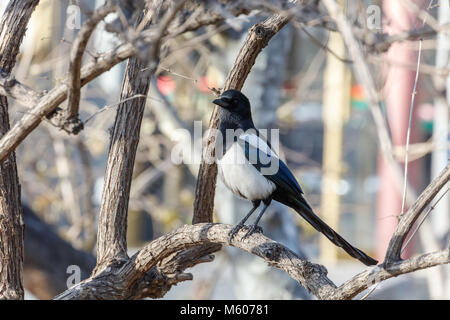 Gazza comune e albero a Pechino in Cina Foto Stock