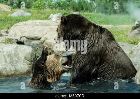 Apple Valley, Minnesota. Minnesota Zoo. In Russia la costa Grizzly presentano. Orso bruno aka Grizzly, Ursus arctos. Gli orsi sono probabilmente lottano per mostrare la Foto Stock