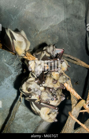 Apple Valley, Minnesota. Minnesota Zoo. Frutta egiziana bat , Rousettus aegyptiacus. Le volpi volanti appesi sui rami nel giardino zoologico. Foto Stock