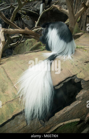 Apple Valley, Minnesota. Minnesota Zoo. Black and White Colobus Monkey, Colobus guereza. Foto Stock