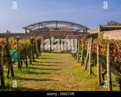 Vigneto di riproduzione a Casa del Triclinio Estivo, Pompei, Italia. Foto Stock