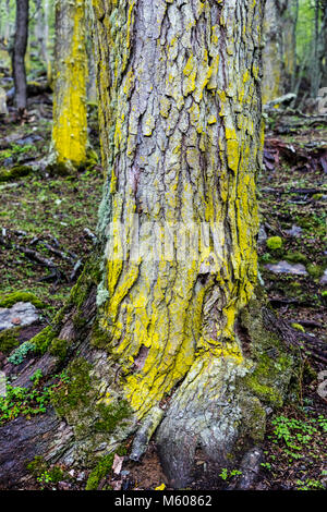 Giallo muschi e licheni crescono nella faggeta; Sendero a La Cascada Velo de la Novia; Percorso del Velo de la Novia cascata; Ushuaia, Argentina Foto Stock