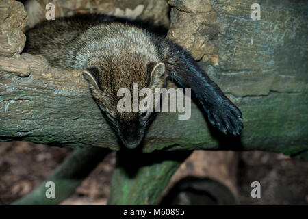 Apple Valley, Minnesota. Minnesota Zoo. Fisher, Martes pennanti. Foto Stock