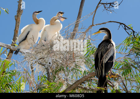 Australiasian darter (Anhinga novaehollandiae) con pulcini nel nido Foto Stock