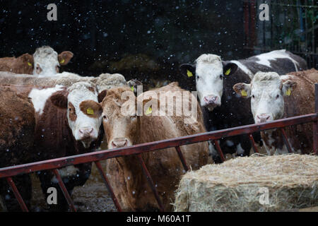 La neve cade sui bovini Simmental in piedi fuori il fienile in Kilmore, Kilcock, Co. Contea di Meath, Irlanda Foto Stock