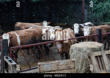 La neve cade sui bovini Simmental in piedi fuori il fienile in Kilmore, Kilcock, Co. Contea di Meath, Irlanda Foto Stock