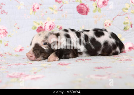 Suini domestici, Turopolje x ?. Maialino (1 settimana fa) giacenti. Studio Immagine contro uno sfondo blu con fiori di rose stampa. Germania Foto Stock