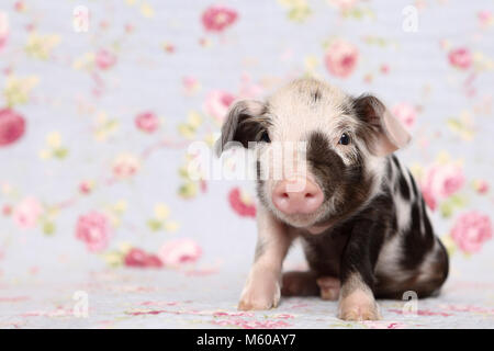 Suini domestici, Turopolje x ?. Maialino (1 settimana fa) seduta. Studio Immagine contro uno sfondo blu con fiori di rose stampa. Germania Foto Stock