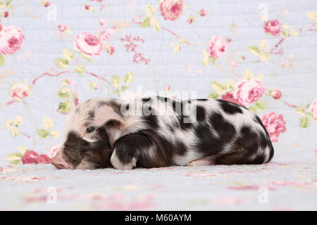 Suini domestici, Turopolje x ?. Maialino (1 settimana fa) giacenti. Studio Immagine contro uno sfondo blu con fiori di rose stampa. Germania Foto Stock