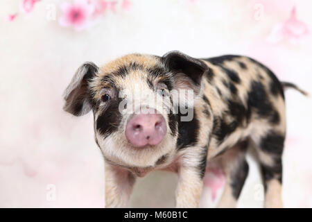 Suini domestici, Turopolje x ?. Maialino (4 settimane di età), in piedi. Studio Immagine visto contro uno sfondo bianco con stampa fiori. Germania Foto Stock