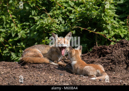 Red Fox (Vulpes vulpes vulpes). Esaurito madre giocando con il kit. Berlino, Germania Foto Stock