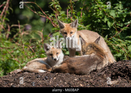 Red Fox (Vulpes vulpes vulpes). Esaurito madre con i kit. Berlino, Germania Foto Stock