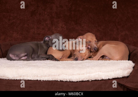 Levriero Italiano. Tre cuccioli (6 settimane di età) dormire su un letto di pet. Studio Immagine contro uno sfondo scuro. Germania Foto Stock