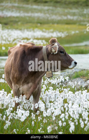 Razza Braunvieh, Marrone bestiame svizzero. Mucca in alpeggio con cottongrass. Austria Foto Stock