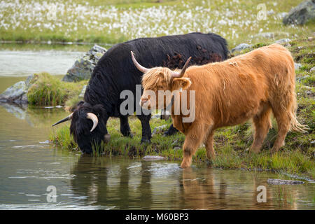 Highland bestiame. Due adulti su un alpeggio, bere da un lago. Austria Foto Stock