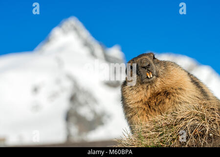 Alpine marmotta (Marmota marmota). Adulto con la montagna Großglockner in background, la montagna più alta dell'Austria Foto Stock