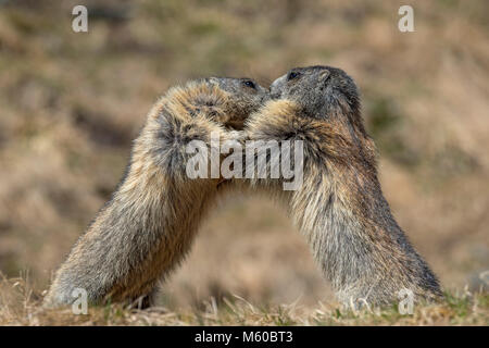 Alpine marmotta (Marmota marmota). Due individui combattimenti. La Carinzia, Austria Foto Stock