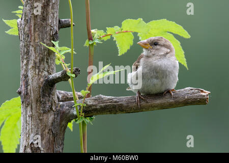 Casa Passero (Passer domesticus). Passerotto su un ramo. Austria Foto Stock