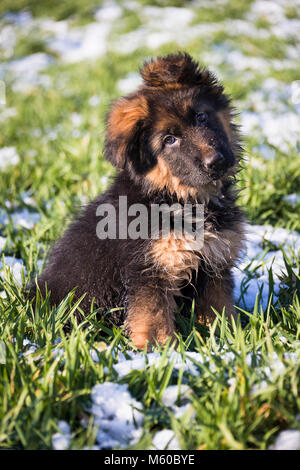 Pastore Tedesco. Con i capelli lunghi cucciolo seduto su un prato in primavera. Germania Foto Stock