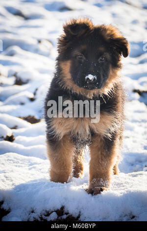 Pastore Tedesco. Con i capelli lunghi cucciolo in piedi nella neve. Germania Foto Stock