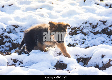 Pastore Tedesco. Con i capelli lunghi cucciolo a piedi nella neve. Germania Foto Stock