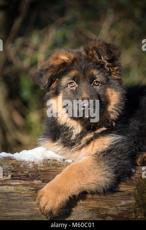 Pastore Tedesco. Con i capelli lunghi cucciolo giacente su terreni innevati log. Germania Foto Stock