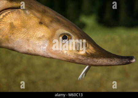 Mare europeo, Storioni Storione comune, Baltico (storione Acipenser sturio). Ritratto di adulto. Germania Foto Stock