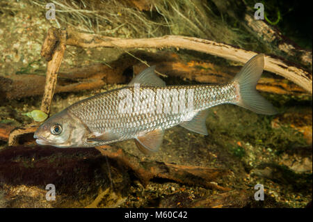 Common Dace (Leuciscus leuciscus). Piscina per adulti sotto l'acqua. Germania Foto Stock