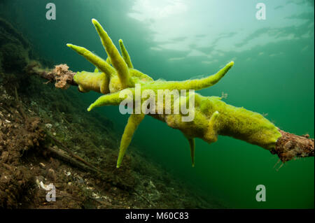 Pond spugna e spugna di acqua dolce (Spongilla lacustris) sotto l'acqua in un lago. Germania Foto Stock
