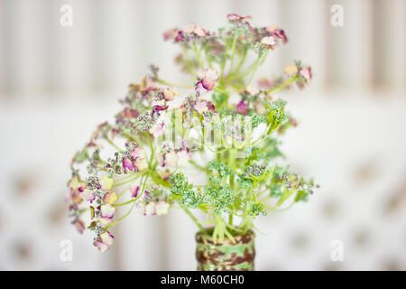 Flower angelica officinalis in un vaso. White piccoli fiori sul verde aureola. Foto Stock