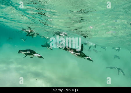 Pinguino africano (Spheniscus demersus). Gruppo caccia sotto l'acqua. Boulders Beach, Sud Africa Foto Stock