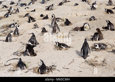 Jackass Penguin, Pinguino africano (Spheniscus demersus). Allevamento di colonia su una spiaggia. Boulders Beach, Sud Africa Foto Stock