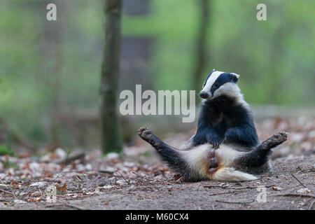 Europea (Badger Meles meles). Adulto seduto sul pavimento di foresta, toelettatura. Germania Foto Stock