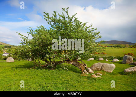 Albero di biancospino e il Piper della pietra, Età del Bronzo Stone Circle (1400-800 a.C.) di 14 massi di granito, vicino a Hollywood, County Wicklow, Irlanda Foto Stock