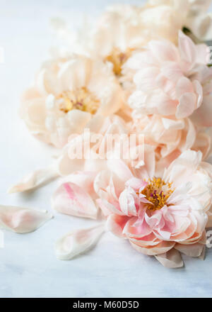 Vicino la vista dal di sopra del corallo sbiadito fascino le peonie su un bianco e grigio fondale dipinto, colpo di luce naturale Foto Stock