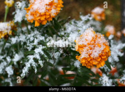 Giallo calendula fiori sotto il bianco della neve Foto Stock