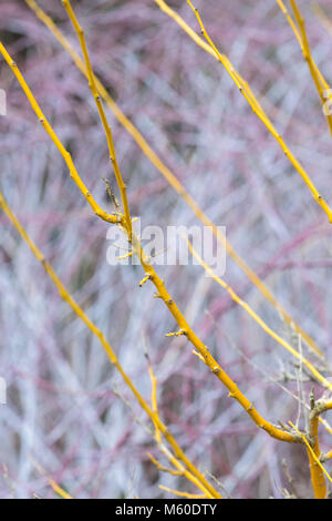 Styphnolobium japonicum Flaviraneum. Gambi di albero di pagoda giapponese in inverno. Inghilterra Foto Stock