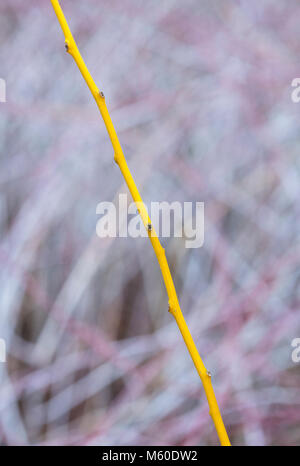 Styphnolobium japonicum Flaviraneum. Gambi di albero di pagoda giapponese in inverno. Inghilterra Foto Stock