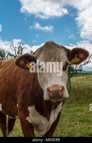 Colpo alla testa di Hereford mucca pascolare in Eden Valley in Cumbria Foto Stock