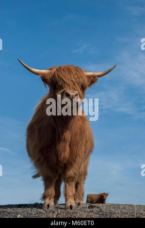 Testa sul colpo di un altopiano di mucca in una giornata di sole vicino a Dumfries, Dumfries and Galloway, Scozia Foto Stock