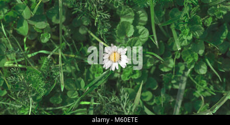 Piccolo daisie bianco nella vista superiore di prato. Lonely Bellis perennis flower tra l'erba verde. Sullo sfondo della natura Foto Stock