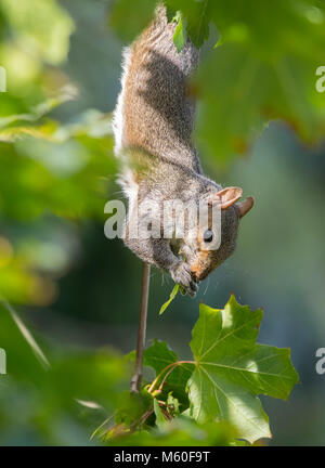 Close-up vista laterale del soleggiato, sfrontato, grigio singolo scoiattolo (Sciurus carolinensis) appeso a testa in giù nella struttura ad albero, roditura grande foglia verde. Bosco del Regno Unito.